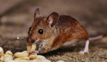 24 Hour & Emergency Exterminators in Henrico, VA